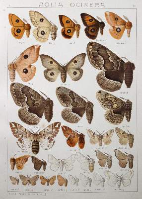 Bild Nr.4: 145-1509 Seitz,A.: (Zoologie, Schmetterlinge)