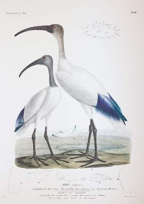 Bild Nr.1: 145-1511 Ehrenberg,C.G.: (Zoologie, Vögel)