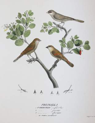 Bild Nr.5: 145-1511 Ehrenberg,C.G.: (Zoologie, Vögel)