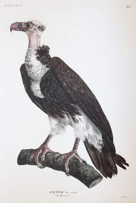 Bild Nr.6: 145-1511 Ehrenberg,C.G.: (Zoologie, Vögel)