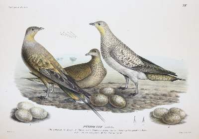 Bild Nr.7: 145-1511 Ehrenberg,C.G.: (Zoologie, Vögel)