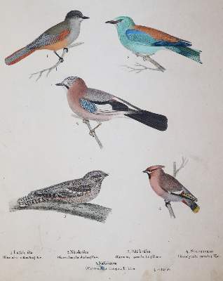 Bild Nr.4: 145-1512 (Körner,M.: (Zoologie, Vögel)