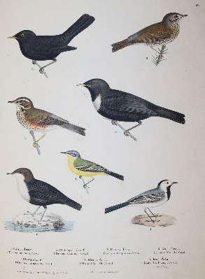 Bild Nr.5: 145-1512 (Körner,M.: (Zoologie, Vögel)