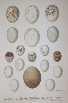 Bild Nr.2: 145-1513 (Naumann,J.A.: (Zoologie, Vögel)