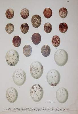 Bild Nr.3: 145-1513 (Naumann,J.A.: (Zoologie, Vögel)