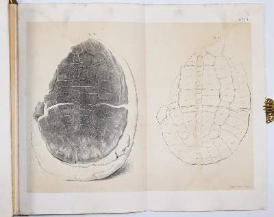 Bild Nr.4: 145-1568 Winkler,T.C.: (Verschiedene Gebiete - Varia, Geologie - Mineralogie u. Paläontologie)