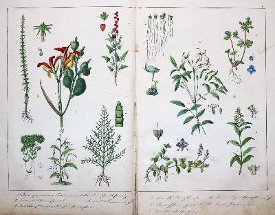 Bild Nr.3: 145-1605 Schubert,G.H.v.: (Verschiedene Gebiete - Varia)