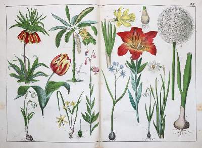Bild Nr.4: 145-1605 Schubert,G.H.v.: (Verschiedene Gebiete - Varia)