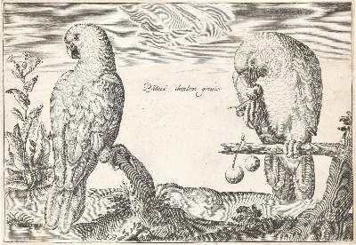 Bild Nr.1: 145-1618 Briot, Marie.: (Verschiedene Gebiete - Varia, Zoologie, Vögel)