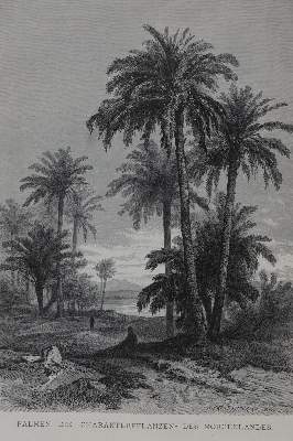 Bild Nr.5: 145-1619 Ebers,G.: (Afrika, Ägypten)