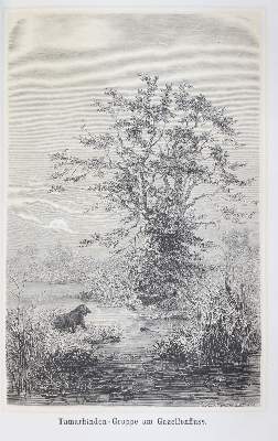 Bild Nr.5: 145-1623 Heuglin,M.T.v.: (Afrika)