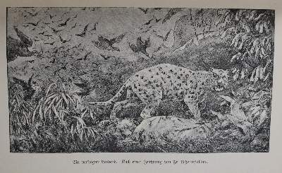 Bild Nr.6: 145-1624 Junker,W.: (Afrika)