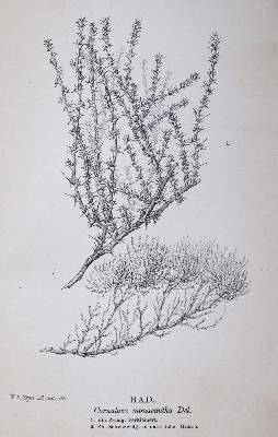 Bild Nr.4: 145-1630 Rohlfs,G.: (Afrika)