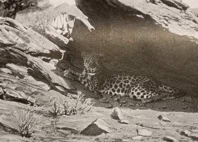 Bild Nr.4: 145-1631 Sammlung: (Afrika)