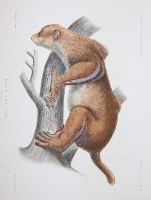 Bild Nr.5: 145-1663 David,A.: (Asien, China)