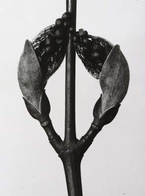 Bild Nr.1: 145-2788 Blossfeld, Karl: (Photografs)