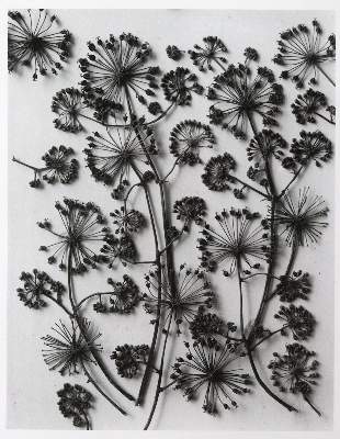 Bild Nr.5: 145-2788 Blossfeld, Karl: (Photografs)