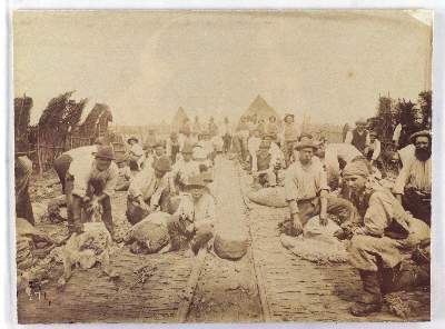 Bild Nr.3: 145-2856 Gloeden, Wilhelm von: (Italien)