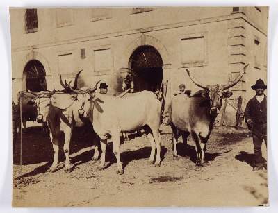 Bild Nr.5: 145-2856 Gloeden, Wilhelm von: (Italien)