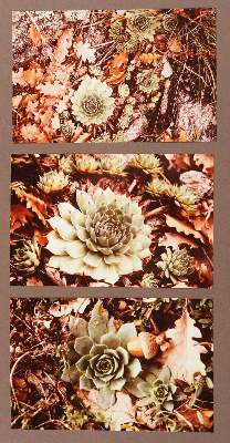 Bild Nr.11: 145-2944 Konvolut: (Photografs)