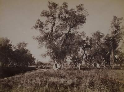 Bild Nr.8: 145-3024 Kargopoulo, Basile: (Türkei)
