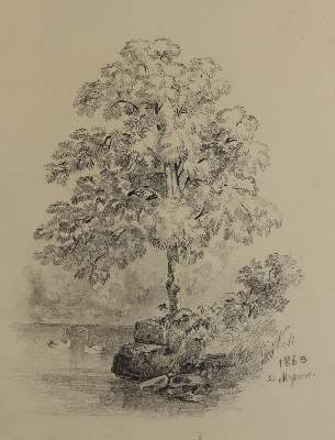 Bild Nr.1: 145-3063 Bäume.: (Varia, Botanik)