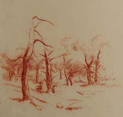 Bild Nr.4: 145-3063 Bäume.: (Varia, Botanik)