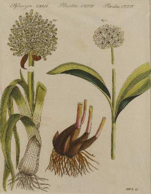 Bild Nr.6: 145-3064 Bertuch, Johann F. J.: (Varia, Botanik)
