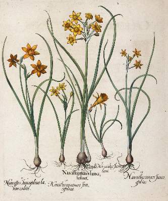 Bild Nr.1: 145-3065 Besler, Basilius: (Varia, Botanik)