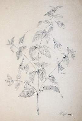 Bild Nr.5: 145-3068 Blumen.: (Varia, Botanik)