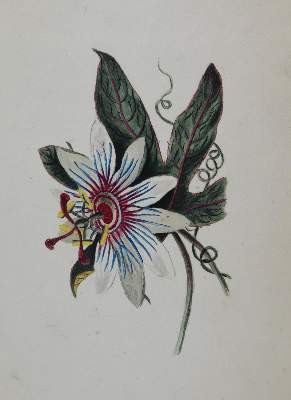 Bild Nr.1: 145-3070 Blumen und Ornamente.: (Varia, Botanik)