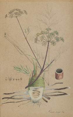 Bild Nr.1: 145-3071 Christrose u. Wasserschierling.: (Varia, Botanik)
