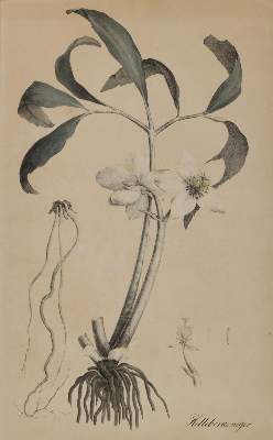 Bild Nr.2: 145-3071 Christrose u. Wasserschierling.: (Varia, Botanik)