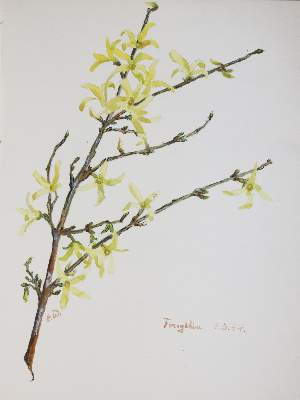 Bild Nr.7: 145-3074 Mein Schluchsee-Herbarium.: (Varia, Botanik)