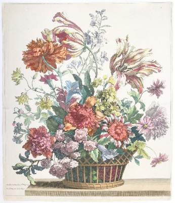 Bild Nr.4: 145-3075 Merian, Maria Sibylla: (Varia, Botanik)