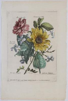 Bild Nr.5: 145-3075 Merian, Maria Sibylla: (Varia, Botanik)