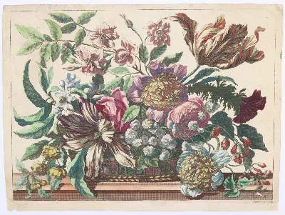 Bild Nr.7: 145-3075 Merian, Maria Sibylla: (Varia, Botanik)
