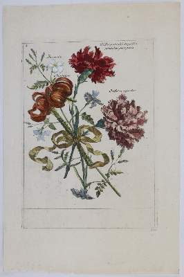 Bild Nr.8: 145-3075 Merian, Maria Sibylla: (Varia, Botanik)