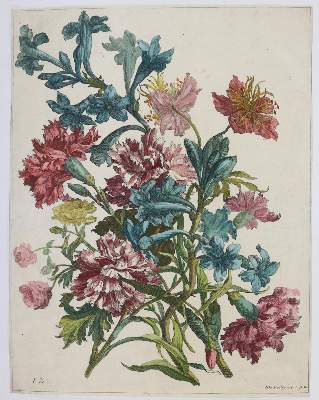 Bild Nr.9: 145-3075 Merian, Maria Sibylla: (Varia, Botanik)