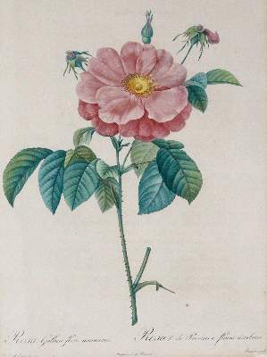 Bild Nr.1: 145-3079 Redouté, Pierre-Joseph: (Varia, Botanik)