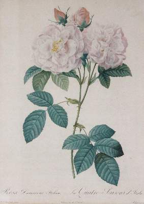 Bild Nr.2: 145-3079 Redouté, Pierre-Joseph: (Varia, Botanik)