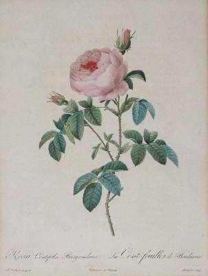 Bild Nr.5: 145-3079 Redouté, Pierre-Joseph: (Varia, Botanik)