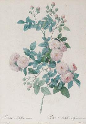 Bild Nr.7: 145-3079 Redouté, Pierre-Joseph: (Varia, Botanik)