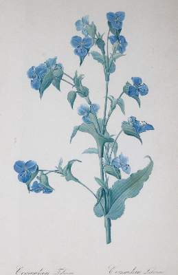 Bild Nr.8: 145-3079 Redouté, Pierre-Joseph: (Varia, Botanik)