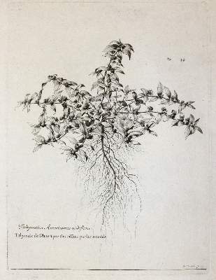 Bild Nr.1: 145-3080 Robert, Nicolas: (Varia, Botanik)