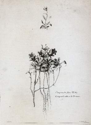 Bild Nr.10: 145-3080 Robert, Nicolas: (Varia, Botanik)