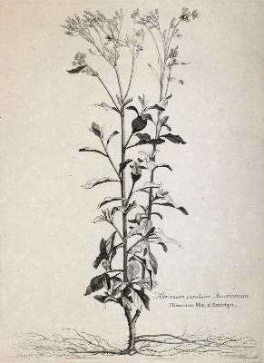 Bild Nr.12: 145-3080 Robert, Nicolas: (Varia, Botanik)