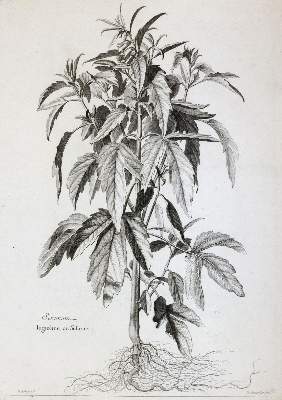 Bild Nr.2: 145-3080 Robert, Nicolas: (Varia, Botanik)