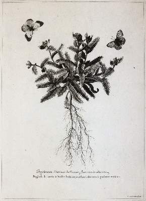 Bild Nr.3: 145-3080 Robert, Nicolas: (Varia, Botanik)
