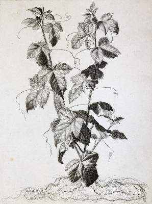 Bild Nr.4: 145-3080 Robert, Nicolas: (Varia, Botanik)